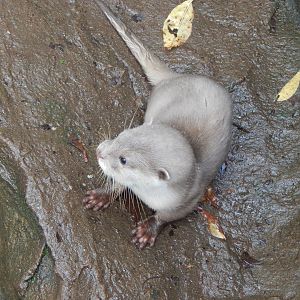 Asian small-clawed otter juvenile 051122