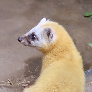 Japanese Marten (Martes melampus)