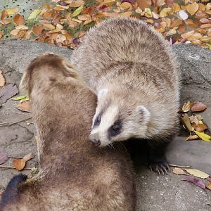 Japanese Badger (Meles anakuma)