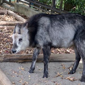 Japanese Serow (Capricornis crispus)