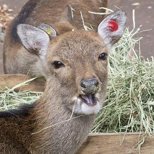 Yakushima Sika Deer (Cervus nippon yakushimae) female