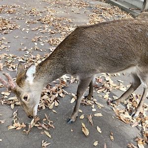 Yakushima Sika Deer (Cervus nippon yakushimae) male