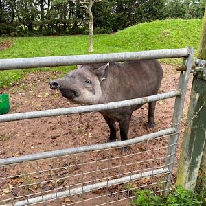 South American tapir 051122