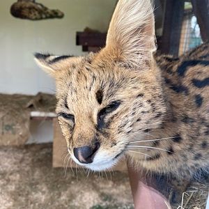 Serval 051122
