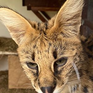 Serval 051122