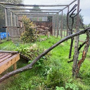 Serval enclosure 051122