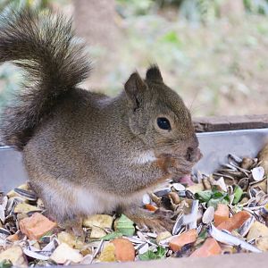 Japanese Squirrel (Sciurus lis)