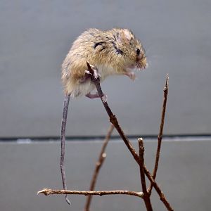 Eurasian Harvest Mouse (Micromys minutus)