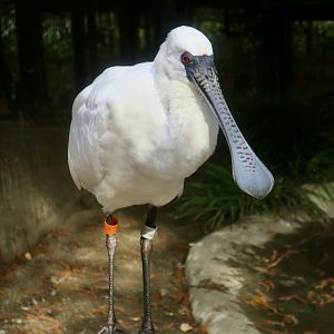 Black-Faced Spoonbill (Platalea minor)