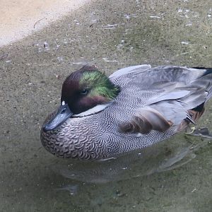 Falcated Duck (Mareca falcata) male