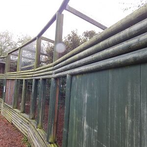 Raccoon dog enclosure 051122