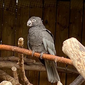 Greater vasa parrot 051122