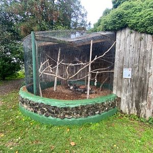 Greater vasa parrot aviary 051122