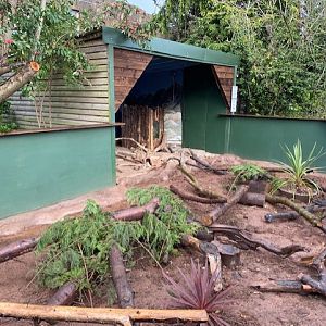 Yellow mongoose enclosure 051122