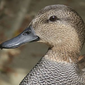 Gadwall (Mareca strepera) male