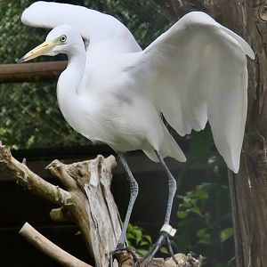East Asian Intermediate Egret (Ardea intermedia intermedia)