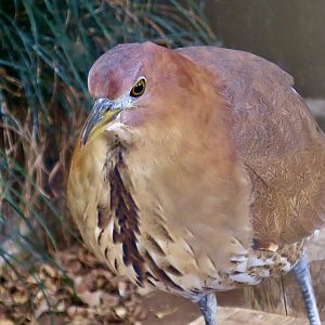 Japanese Night Heron (Gorsachius goisagi)