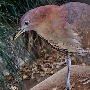 Japanese Night Heron (Gorsachius goisagi)