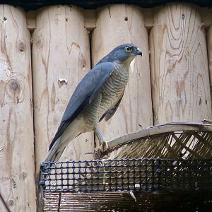 Japanese Sparrowhawk (Accipiter gularis gularis)