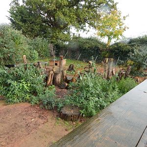 Patagonian mara and Central American agouti enclosure 051122