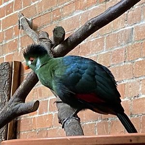 Tropical Hall - White-cheeked turaco 051122