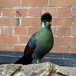 Tropical Hall - White-cheeked turaco 051122