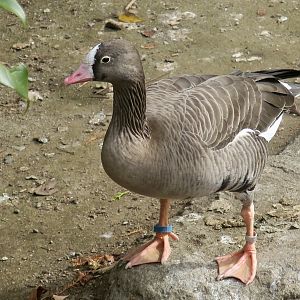 Lesser White-Fronted Goose (Anser erythropus)