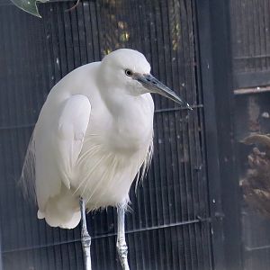 Little Egret (Egretta garzetta garzetta)