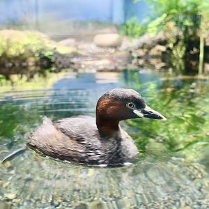 East Asian Little Grebe (Tachybaptus ruficollis poggei)
