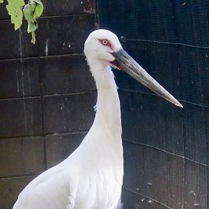 Oriental Stork (Ciconia boyciana)