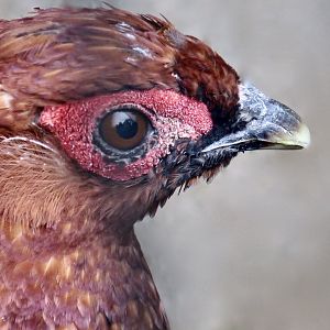 Shikoku Copper Pheasant (Syrmaticus soemerringii intermedius) male