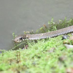 Japanese Keelback (Hebius vibakari)