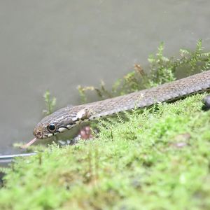 Japanese Keelback (Hebius vibakari)