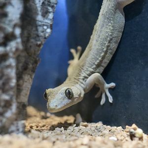 Schlegel's Japanese Gecko (Gekko japonicus)