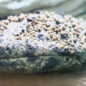 Japanese Giant Salamander (Andrias japonicus)