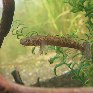 Floating Goby (Gymnogobius urotaenia)