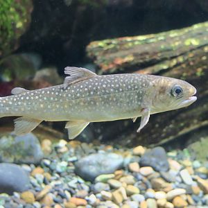 Whitespotted Char (Salvelinus leucomaenis)
