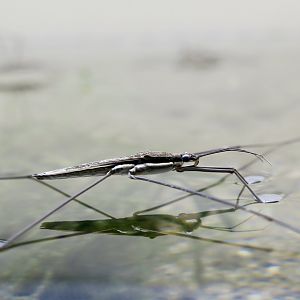 Elongated Water Strider (Aquarius elongatus)