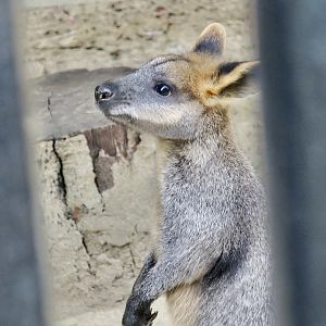 Swamp Wallaby (Wallabia bicolor)