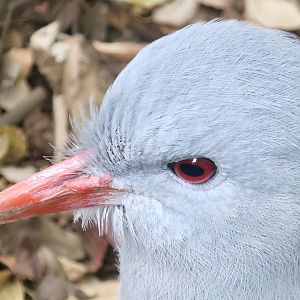 Kagu (Rhynochetos jubatus)