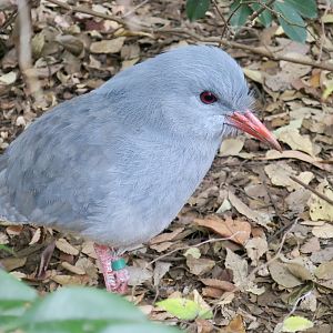 Kagu (Rhynochetos jubatus)