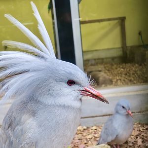 Kagu (Rhynochetos jubatus)