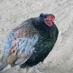 Northern Green Pheasant (Phasianus versicolor robustipes)