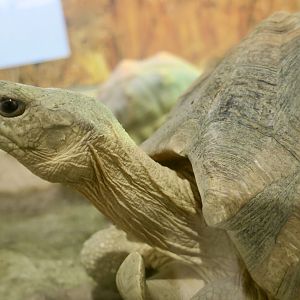 Angonoka Tortoise (Astrochelys yniphora)