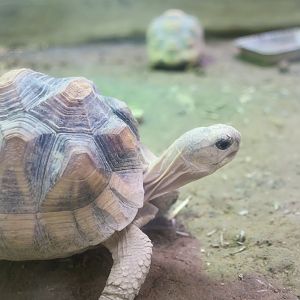 Angonoka Tortoise (Astrochelys yniphora) young