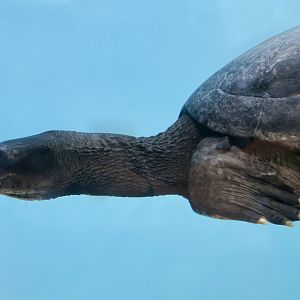 Southern River Terrapin (Batagur affinis) male