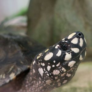 Spotted Pond Turtle (Geoclemys hamiltonii)