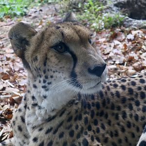 Cheetah (Acinonyx jubatus)