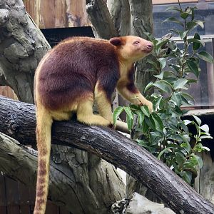 Goodfellow's Tree-Kangaroo (Dendrolagus goodfellowi)