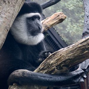 Mantled Guereza (Colobus guereza)